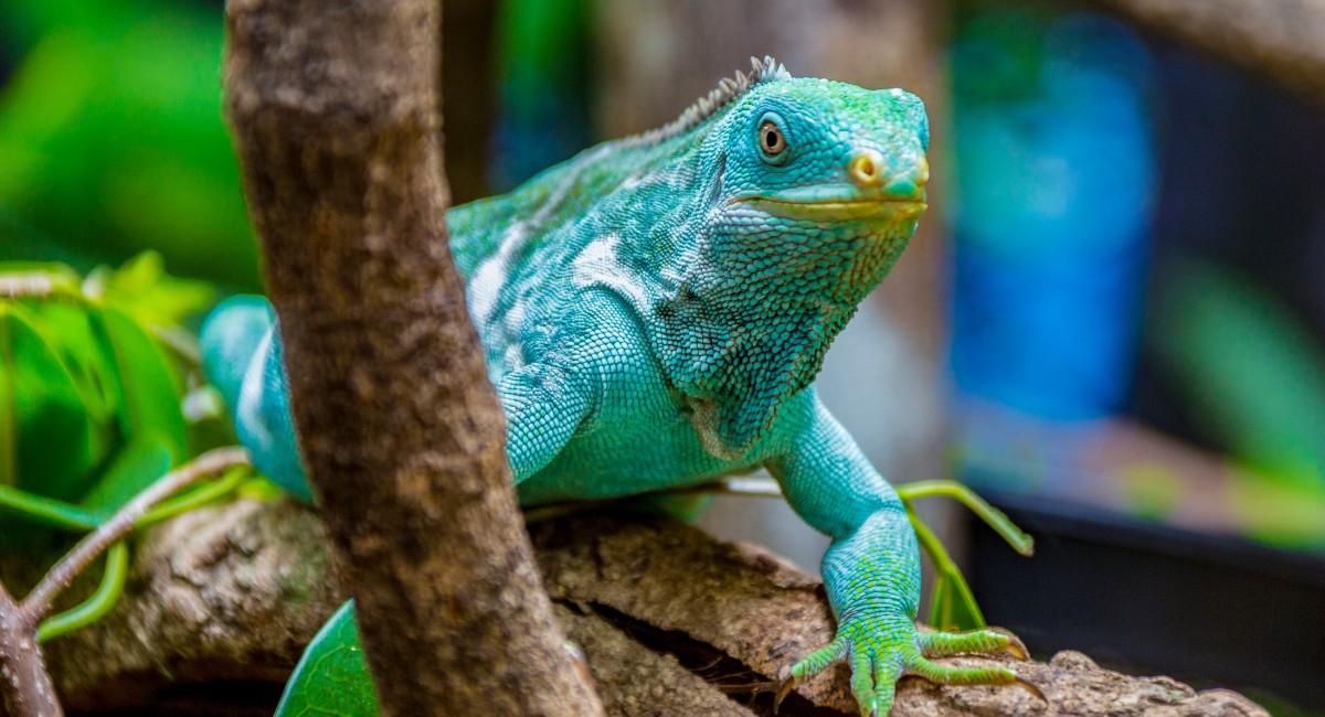 Close-up of a Blue Iguana in Grand Cayman, a unique and endangered species found on Grand Cayman.