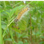 C:\Users\User\Desktop\Jute hairy caterpillar.png