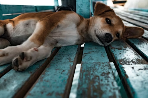 New Guinea Singing Dog