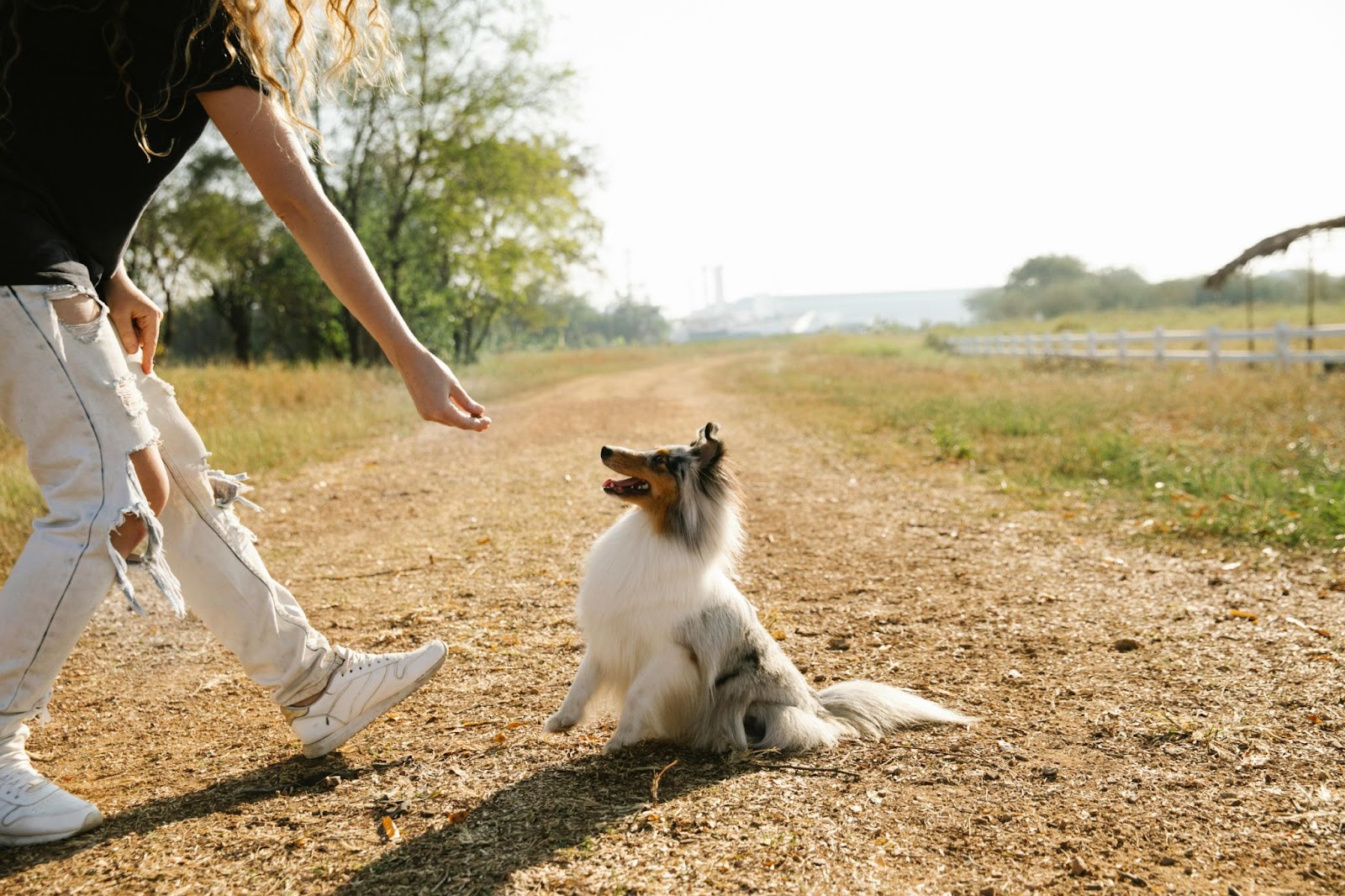 Collie Getting Treat from Owner Outside