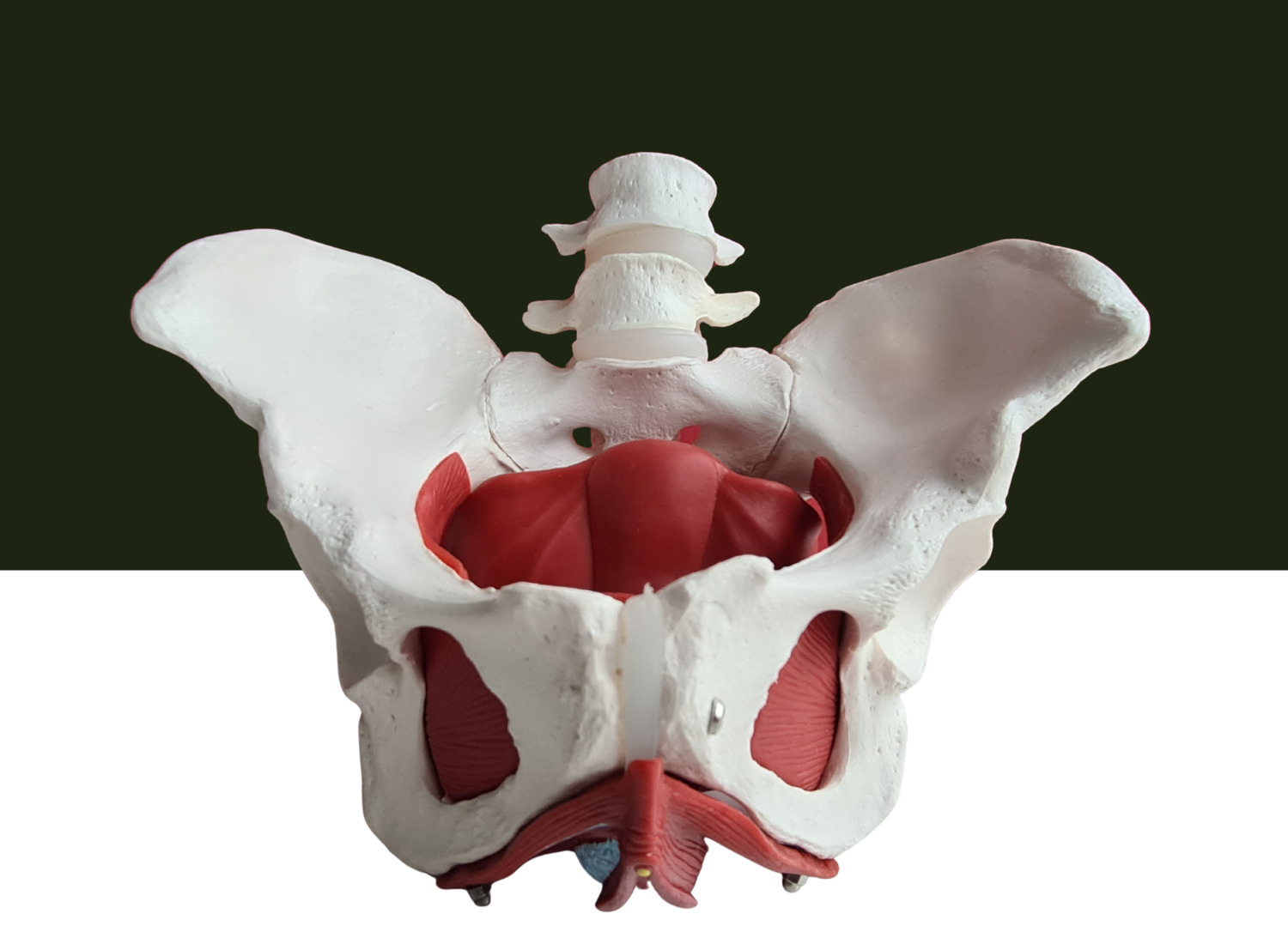 Importance of kegel workout for men for their Pelvic Floor Muscles