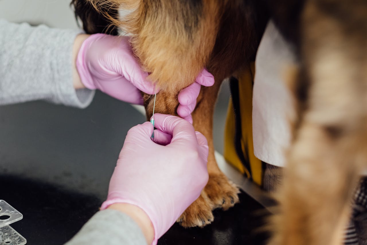 A dog that will undergo tests