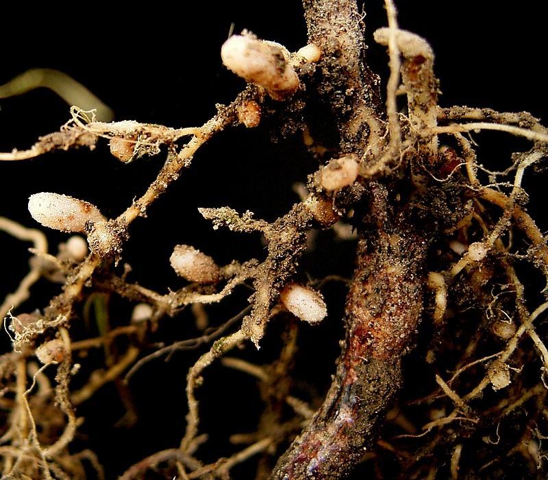 Rhizobium: nitrogen fixing bacteria – Inanimate Life