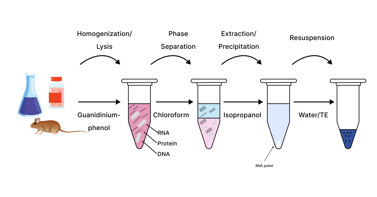  RNA Extraction
