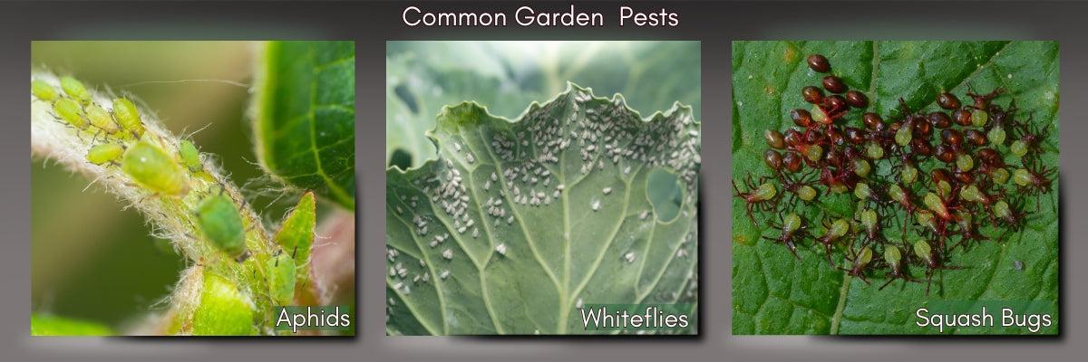 Common Garden Pests