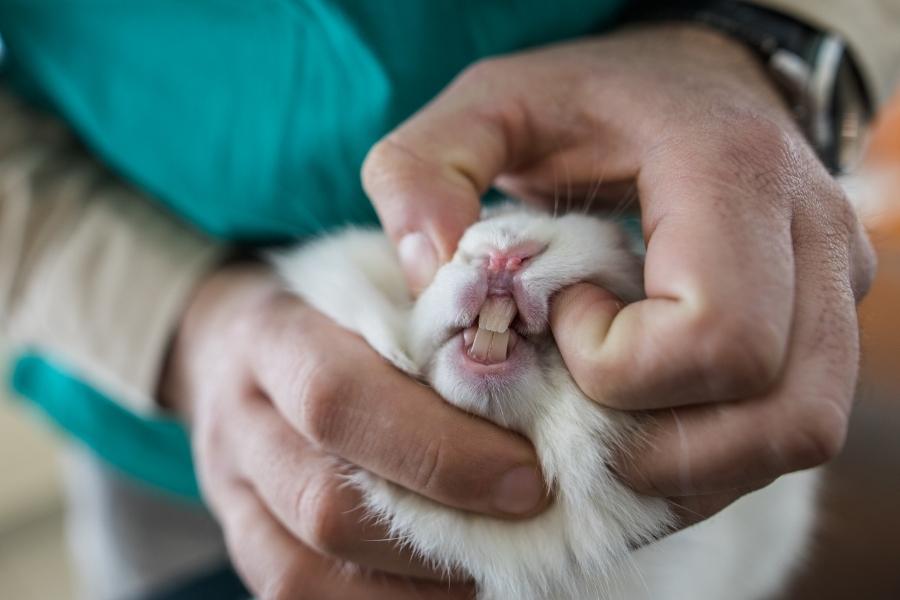 Trimming Rabbits' Teeth