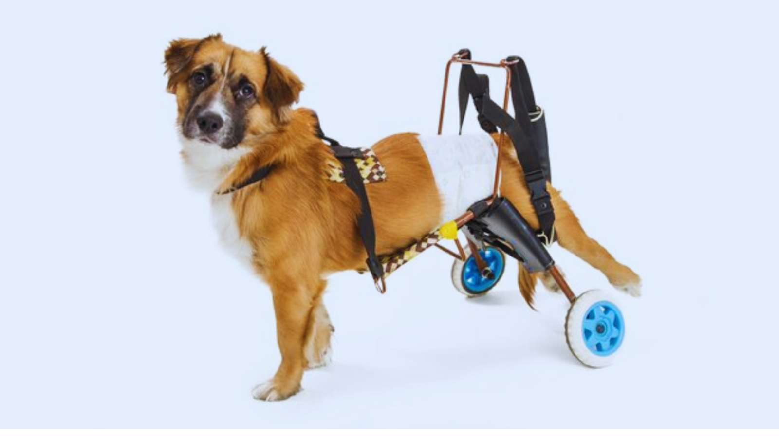 dog wheelchair for back legs