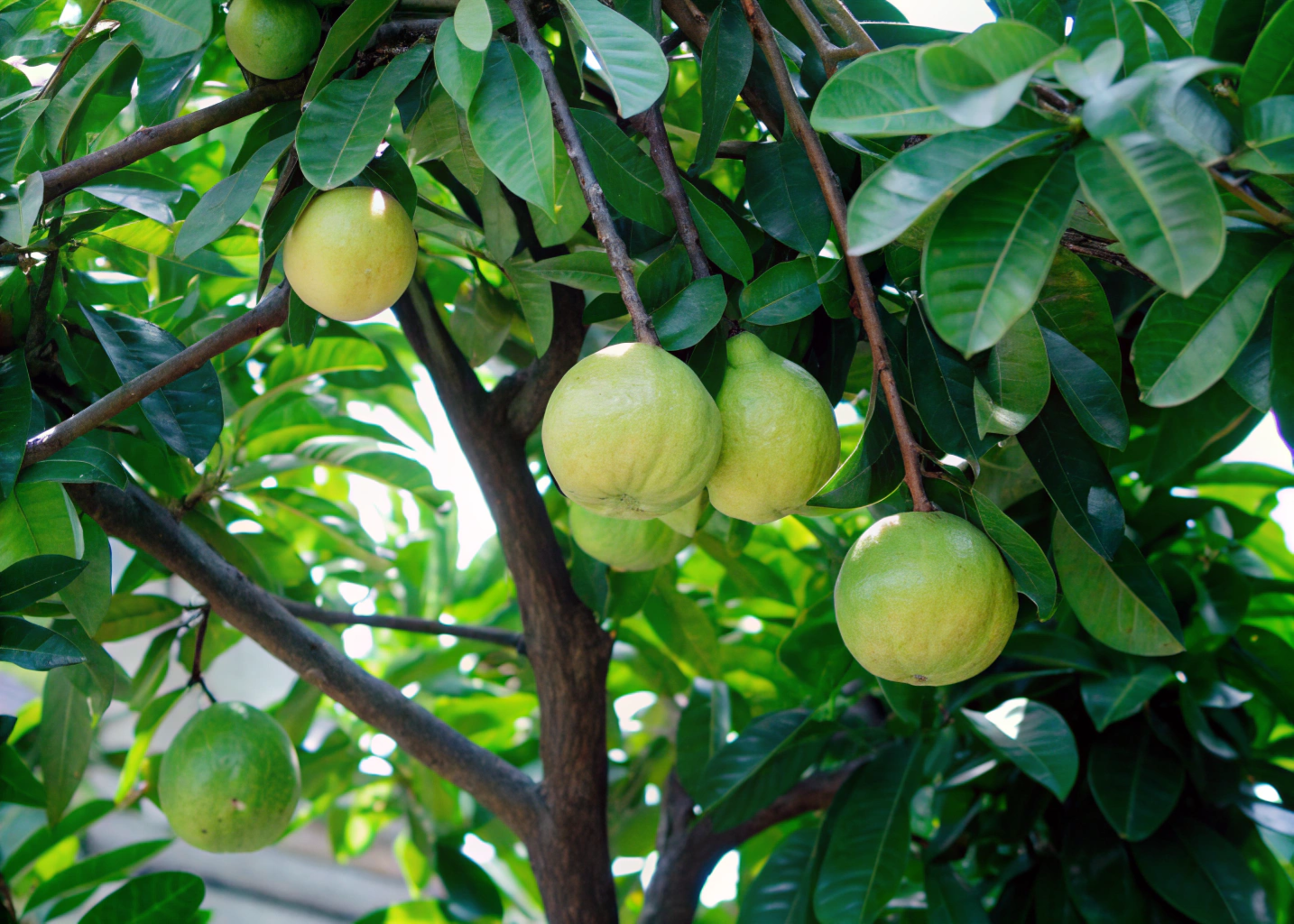 Pé de goiaba carregado de frutos