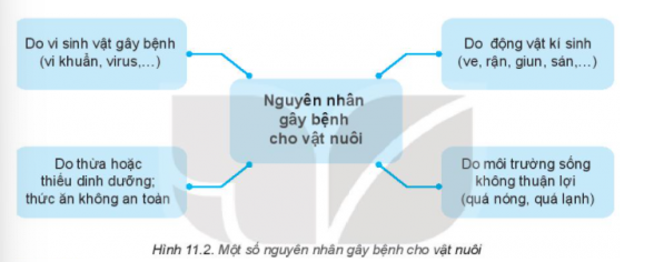 BÀI 11: PHONGFVAF TRỊ BỆNH CHO VẬT NUÔII. VAI TRÒ CỦA PHÒNG, TRỊ BỆNH CHO VẬT NUÔICâu hỏi: Quan sát hình 11.1 và nêu một số biểu hiện bệnh của mỗi loại vật nuôiĐáp án chuẩn:- Hình 11.1a. buồn bã- Hình 11.1b. bại liệt- Hình 11.1c: chảy nước mắtII. MỘT SỐ NGUYÊN NHÂN GÂY BỆNH CHO VẬT NUÔICâu hỏi: Quan sát Hình 11.2, nêu các nguyên nhân chính gây bệnh cho vật nuôi và cho ví dụ minh họa.Đáp án chuẩn:- Nhiễm khuẩn, virus.- Thừa/thiếu chất dinh dưỡng.- Ký sinh trùng.- Môi trường không hợp vệ sinh.Câu hỏi: Điền nguyên nhân gây bệnh tương ứng với từng bệnh vào bảng dưới đây:Đáp án chuẩn:STTBệnhNguyên nhân gây bệnh1Bệnh ghẻ ở chóĐộng vật kí sinh (ve, rận, giun, sán..) 2Bệnh cúm gia cầmVi sinh vật gây bệnh (vi khuẩn, virus,..) 3Bệnh lở mồm long móng ở trâu, bòVi sinh vật gây bệnh (vi khuẩn, virus,..) 4Bệnh còi xương, loãng xương ở lợnThừa hoặc thiếu chất dinh dưỡng; thức ăn không an toàn 5Bệnh cảm nắng ở gàMôi trường sống không thuận lợi (quá nóng, quá lạnh) 6Bệnh tụ huyết trùng ở lợnVi sinh vật gây bệnh (vi khuẩn, virus,..) Câu hỏi: Sử dụng internet, sách, báo để tìm ra nguyên nhân, biểu hiện và tác hại của một số bệnh do vi sinh vật gây ra trên vật nuôi. Tại sao bệnh do vi sinh vật lại nguy hiểmĐáp án chuẩn:- Nguyên nhân: Môi trường ô nhiễm, thức ăn bẩn, lây nhiễm.- Biểu hiện: Lở loét, tiêu chảy, sốt...- Hậu quả: Chết, tốn kém, lây lan nhanh.III. MỘT SỐ BIỆN PHÁP PHÒNG, TRỊ BỆNH CHO VẬT NUÔI1. Phòng bệnh cho vật nuôiCâu hỏi: Quan sát Hình 11.3 và nêu một số biện pháp phòng bệnh cho vật nuôiĐáp án chuẩn:- Hình 11.3a:  Cho vật nuôi ăn uống đầy đủ thức ăn.- Hình 11.3b: Chăm sóc vật nuôi- Hình 11.3c: Vệ sinh môi trường sạch sẽ- Hình 11.3d: Tiêm phòng vaccine đầy đủ theo quy định.Câu hỏi: Sử dụng internet, sách, báo,... để tìm hiểu về tác dụng của một số loại vaccine trong phòng bệnh cho vật nuôi.Đáp án chuẩn:- Vacxin H5N1 phòng chống cúm gia cầm .- Vaccine LMLM AVAC-V6 FMD Emulsion type O phòng bệnh lở mồm long móng cho gia súc.- Vaccine Veorab phòng bệnh dại cho động vật.2. Trị bệnh cho vật nuôiCâu hỏi: Nêu một số biện pháp trị bệnh cho vật nuôi và ý nghĩa của các biện pháp đóĐáp án chuẩn:- Kháng sinh: tiêu diệt vi khuẩn.- Thuốc trợ sức: tăng sức đề kháng.- Phẫu thuật: trị bệnh nặng.LUYỆN TẬPCâu hỏi: Việc nào sau đây là nên và không nên làm khi vật nuôi có dấu hiệu bị bệnh?Đáp án chuẩn:- Việc nên làm khi vật nuôi có dấu hiệu bị bệnh: 1,3,4- Việc không nên làm khi vật nuôi có dấu hiệu bị bệnh: 2,5,6Câu hỏi: Khi quan sát một đàn vật nuôi, em có thể nhận biết được vật nuôi bị bệnh không? Vật nuôi bị bệnh thường có biểu hiện như thế nào?Đáp án chuẩn:Khi quan sát một đàn vật nuôi, em có thể nhận biết được vật nuôi bị bệnh qua một số trạng thái sinh lí không bình thường của vật nuôi, thường có những biểu hiện như buồn bã, chậm chạp. giảm hoặc bỏ ăn, sốt, chảy nước mắt, nước mũi, tiêu chảy, ho, bại liệt,..VẬN DỤNG