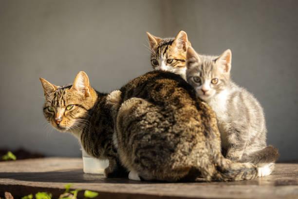 A group of cats sitting on a table

Description automatically generated