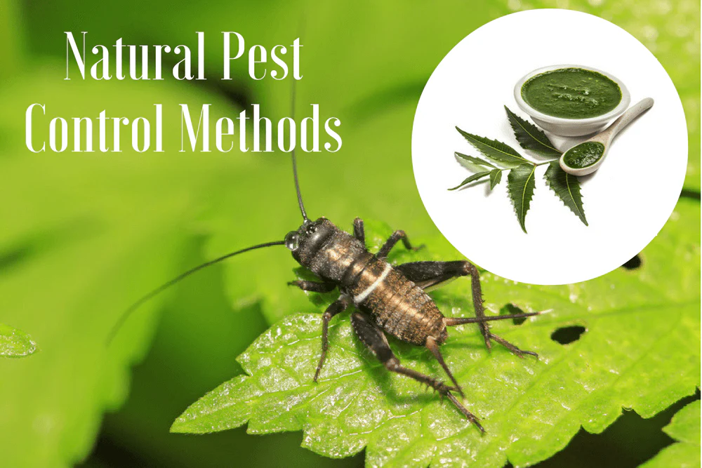 Natural Pest Control Methods