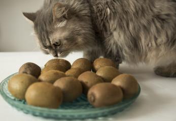 A cat smelling a plate of kiwis

Description automatically generated