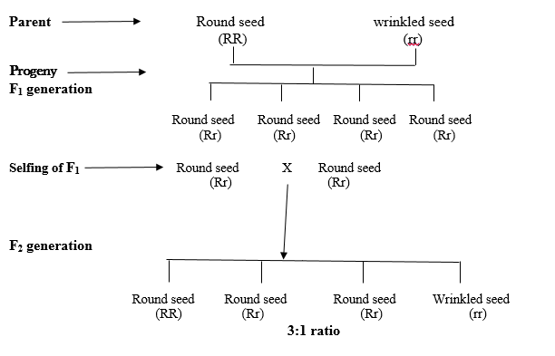 NCERT Solutions For Class 12 Biology Chapter 5-2