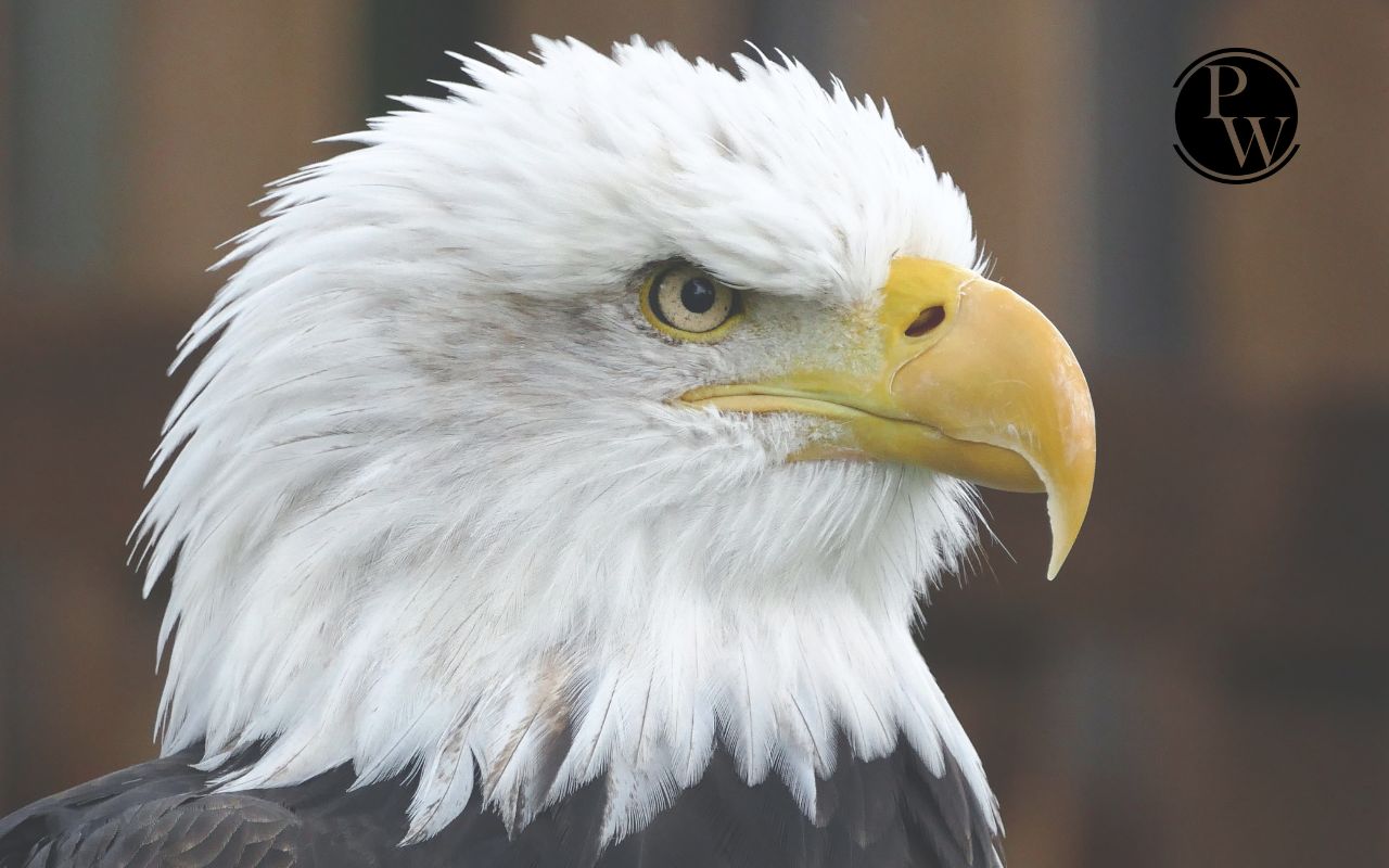 Eagle