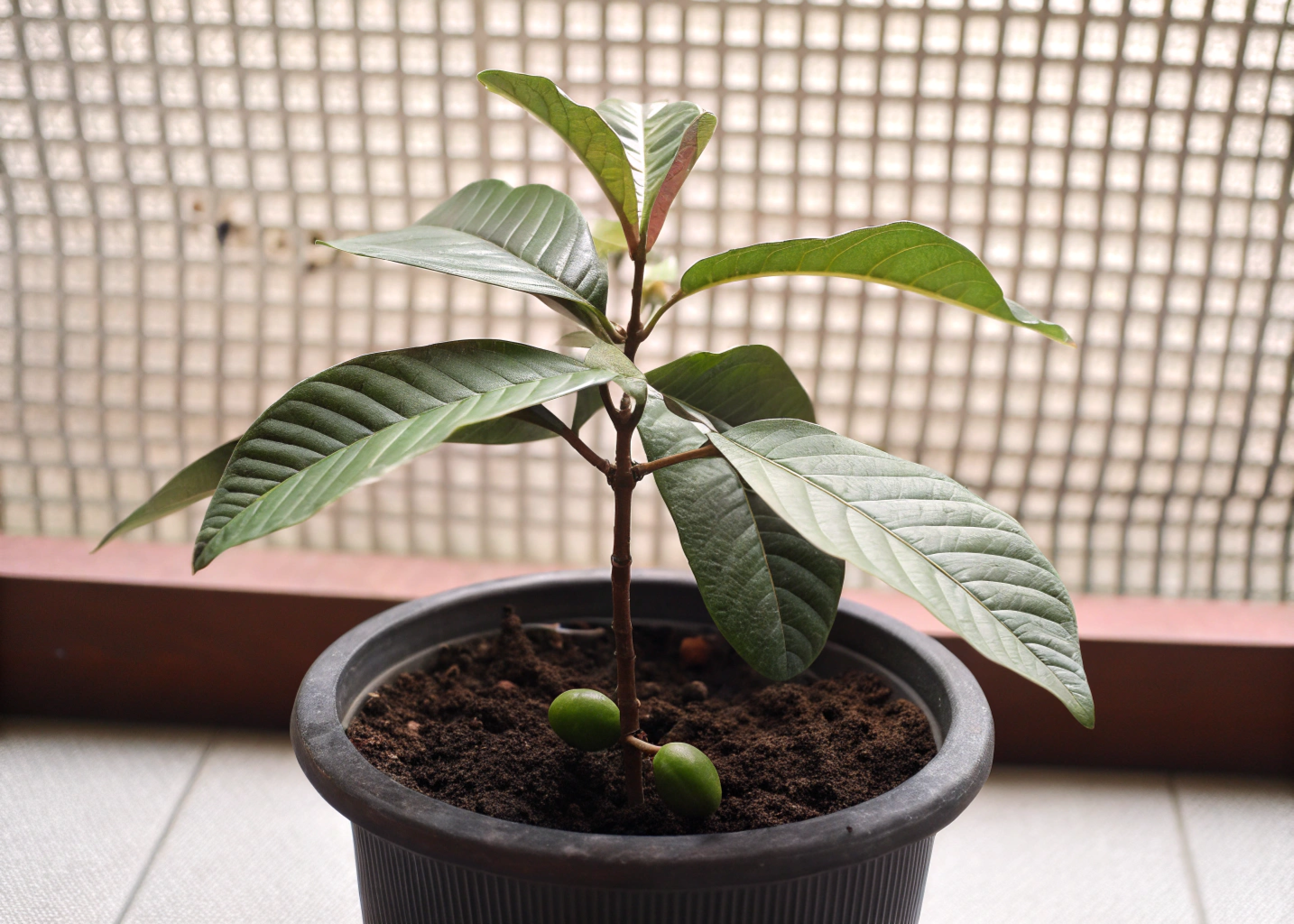 Goiaba plantada em vaso