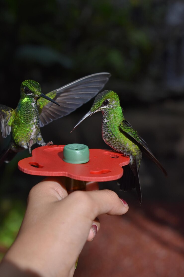 A hummingbird having an interaction with a human without the intention of biting it