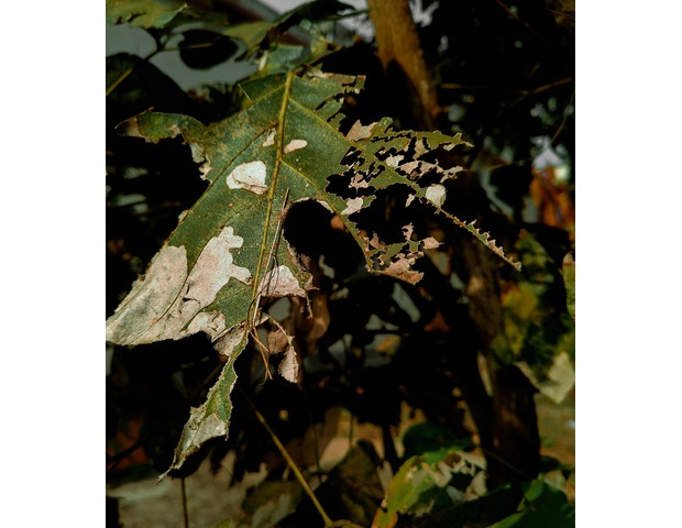 IPM principles start with identifying what insects are eating your plants and dealing with them specifically.
