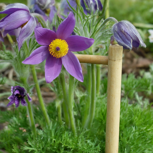 Supporting Pasque-Flower Growth