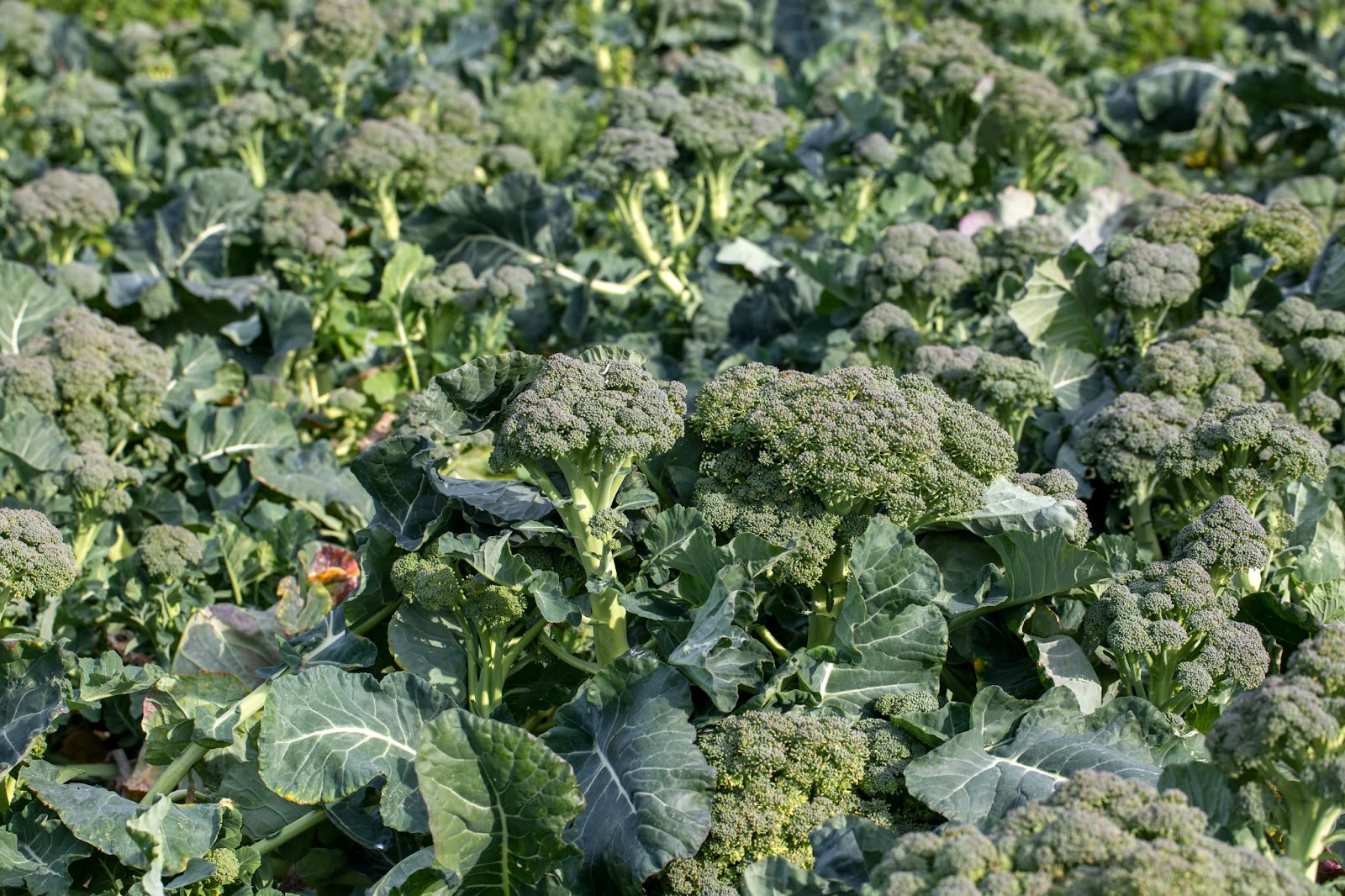 brocoli green color flowers
