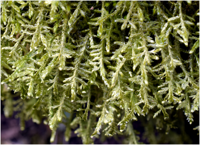 Close-up of a plant growing on a tree

Description automatically generated