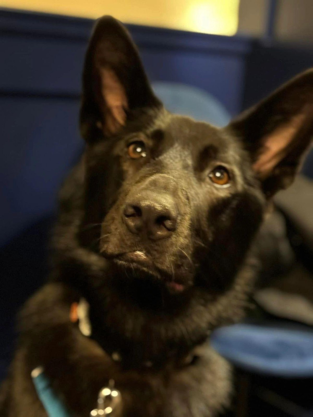 Opal sitting in the pub at The Canine School of Trailing Trail Camp in Buxton, April 2024.