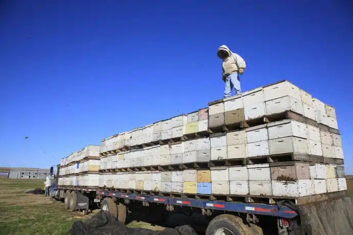 Comment transporter des abeilles ? - Non classifié(e)