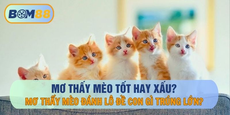Mơ thấy mèo tốt hay xấu