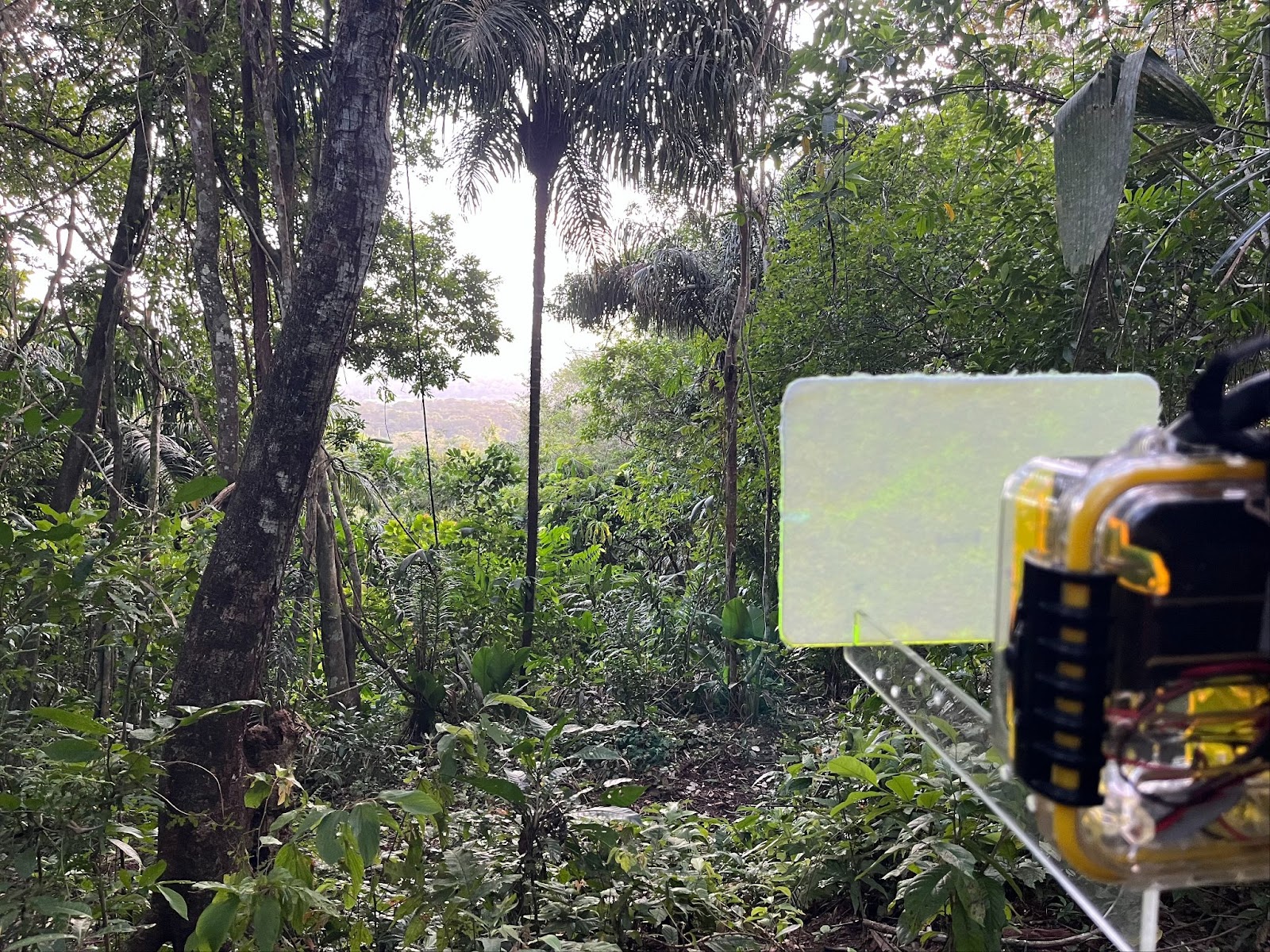 Photo of a Mothbox being deployed off Pipeline Road in Gamboa