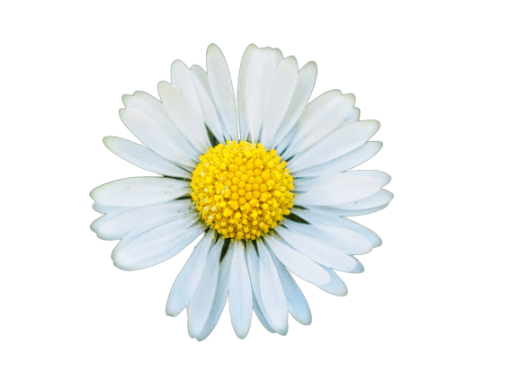 daisy