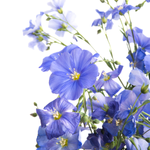 10 flowers name in urdu