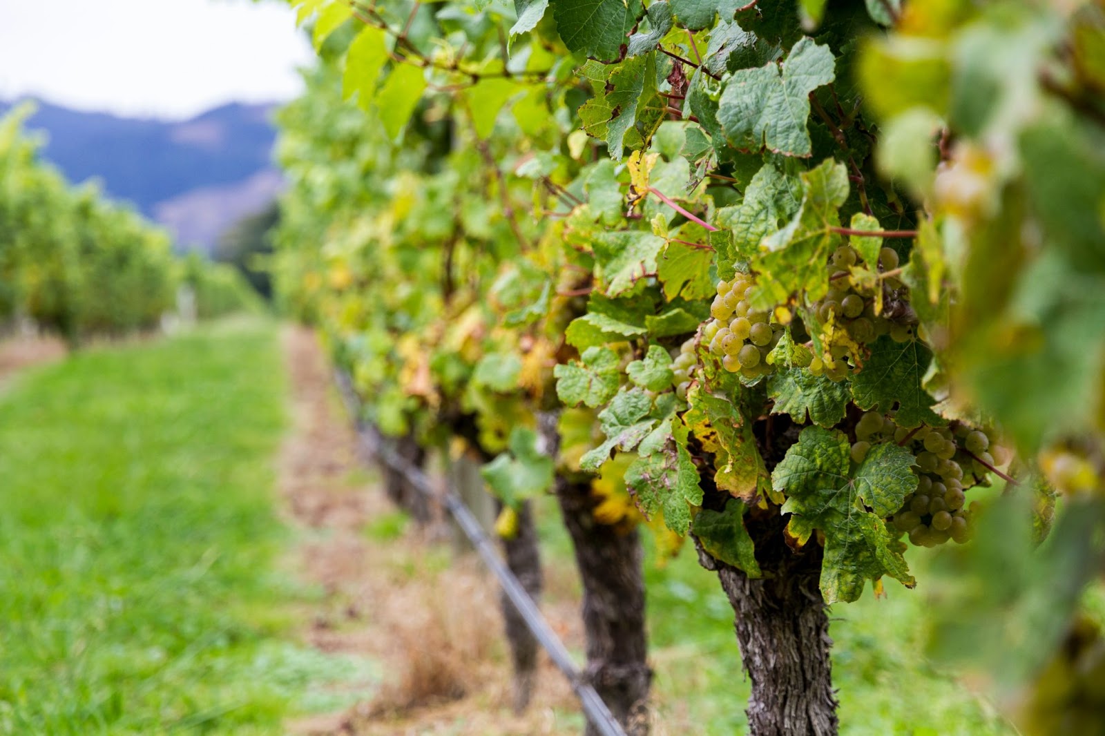 loire valley grapes, France