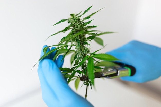Legal Weed: The Business Revolution Begins