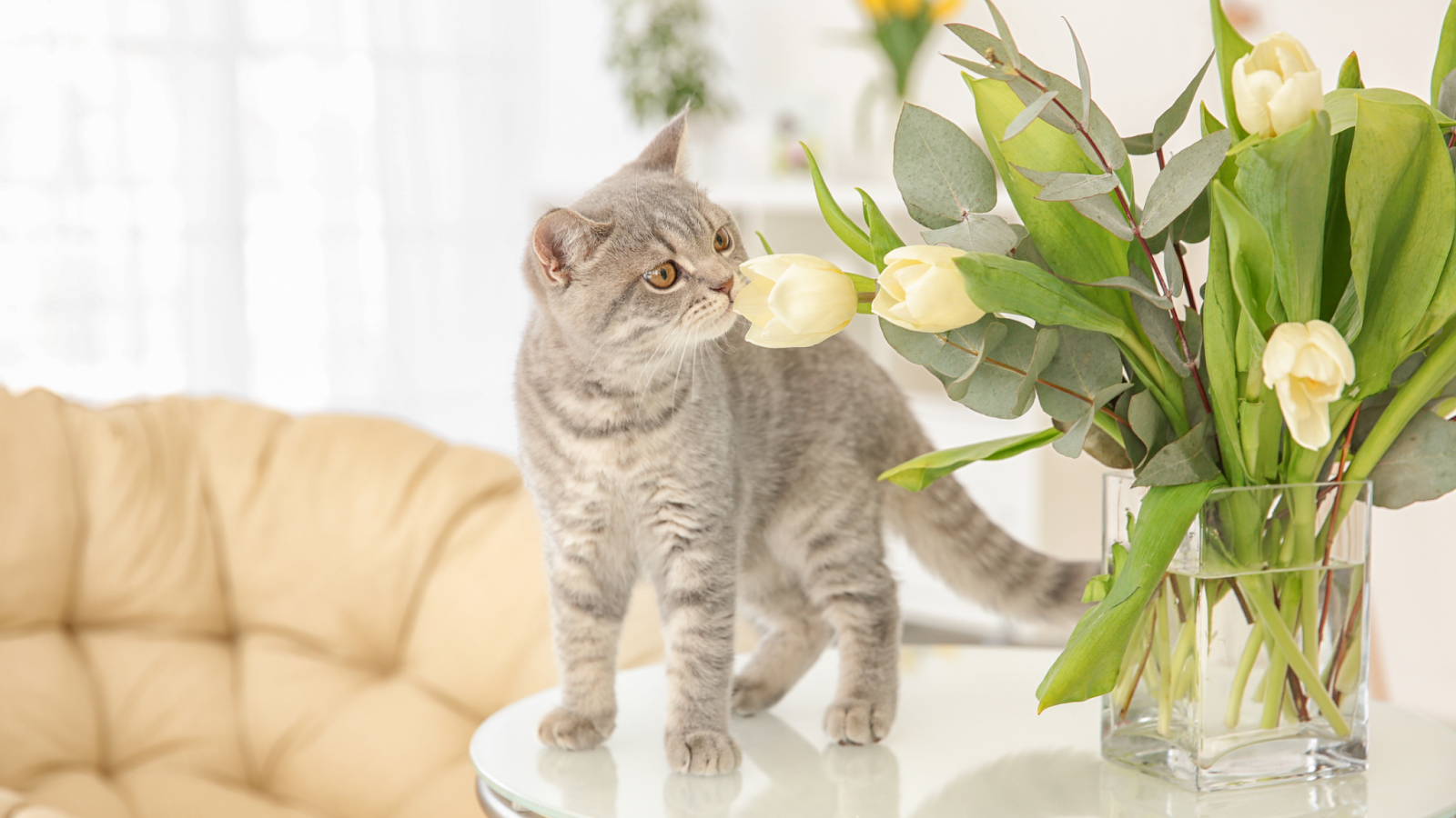 what scents do cats hate