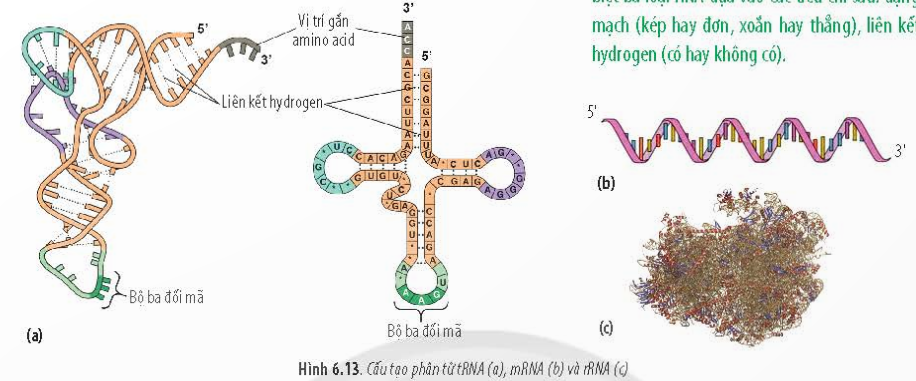 BÀI 6 - CÁC PHÂN TỬ SINH HỌC TRONG TẾ BÀO