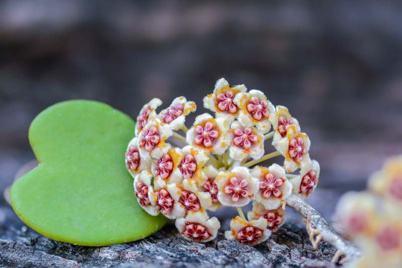 Hoya Kerrii