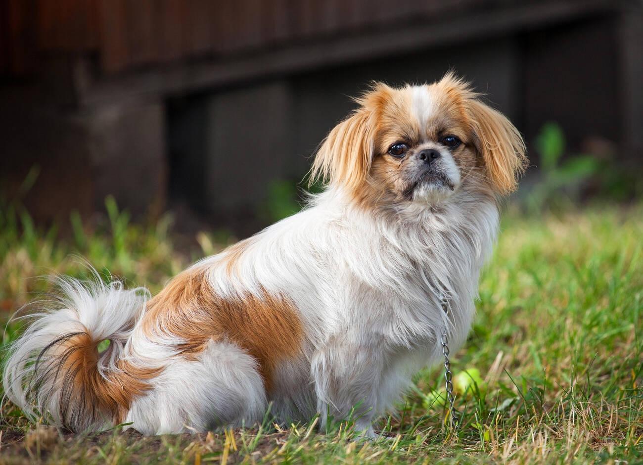 Pekingese