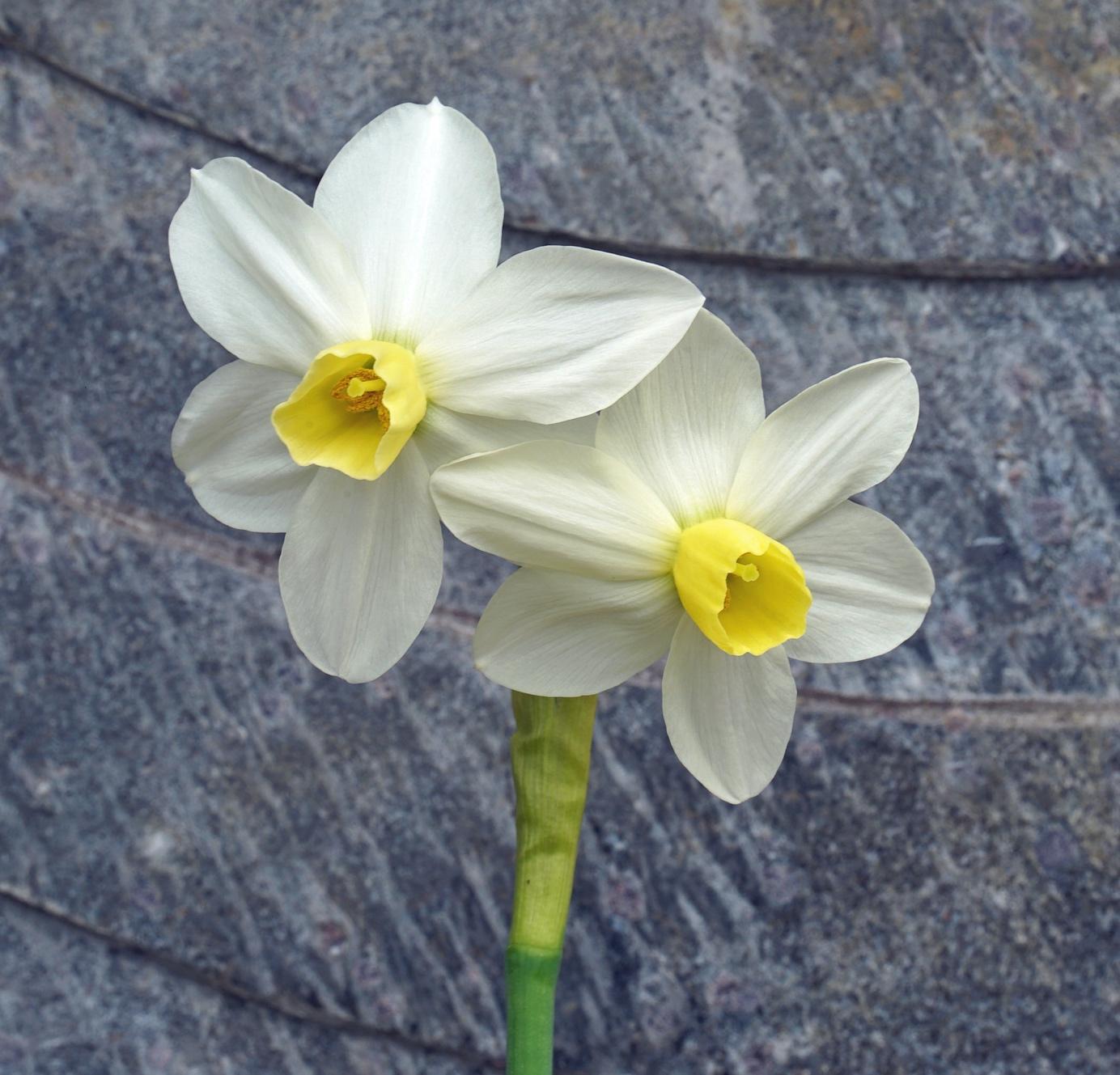 Afbeelding met plant, narcis, bloemblaadje, Paperwhite

Automatisch gegenereerde beschrijving