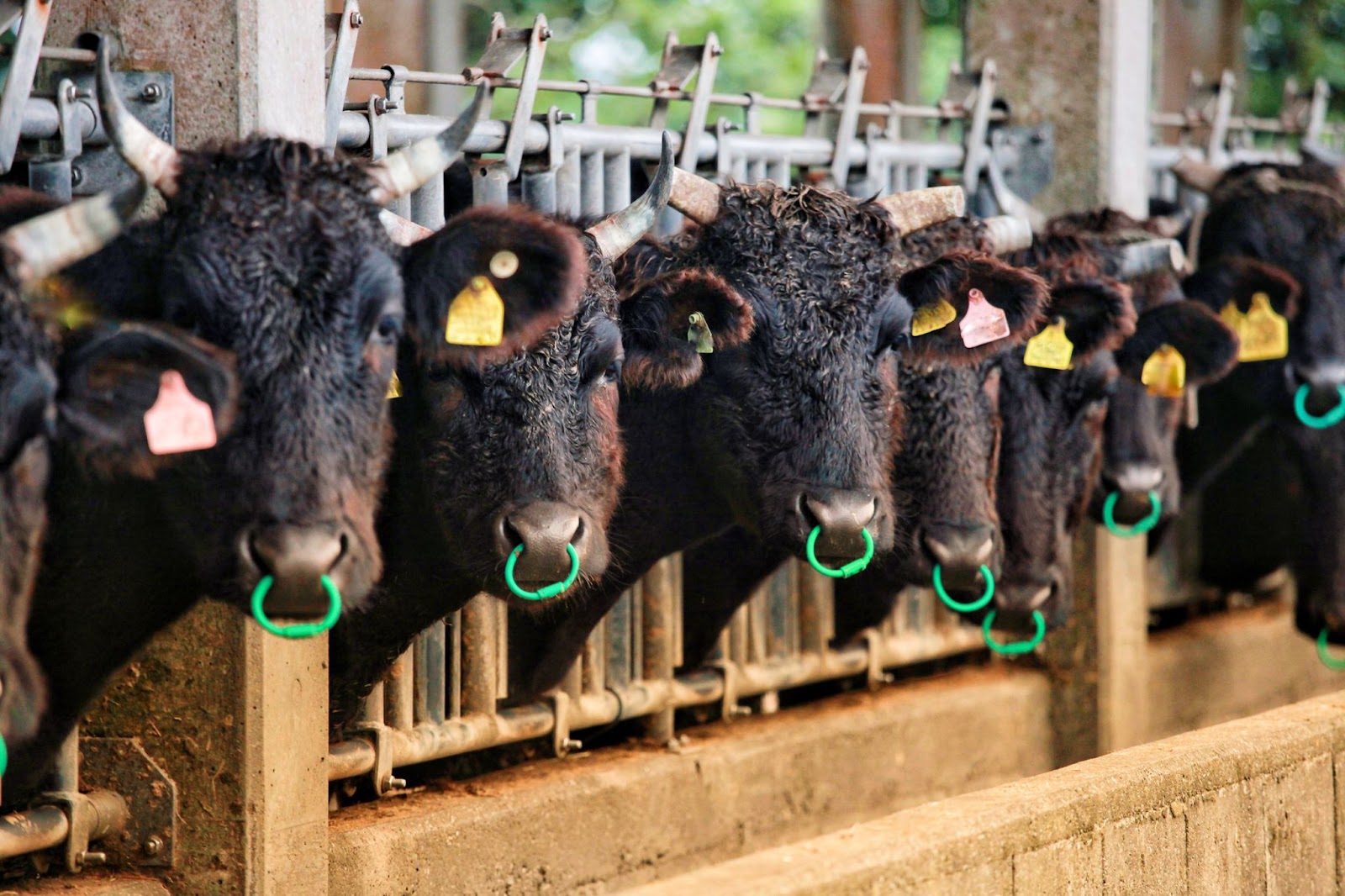 types of wagyu cattle