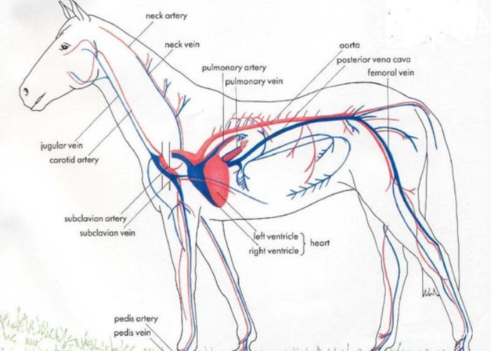 Anatomy of a Horse Heart