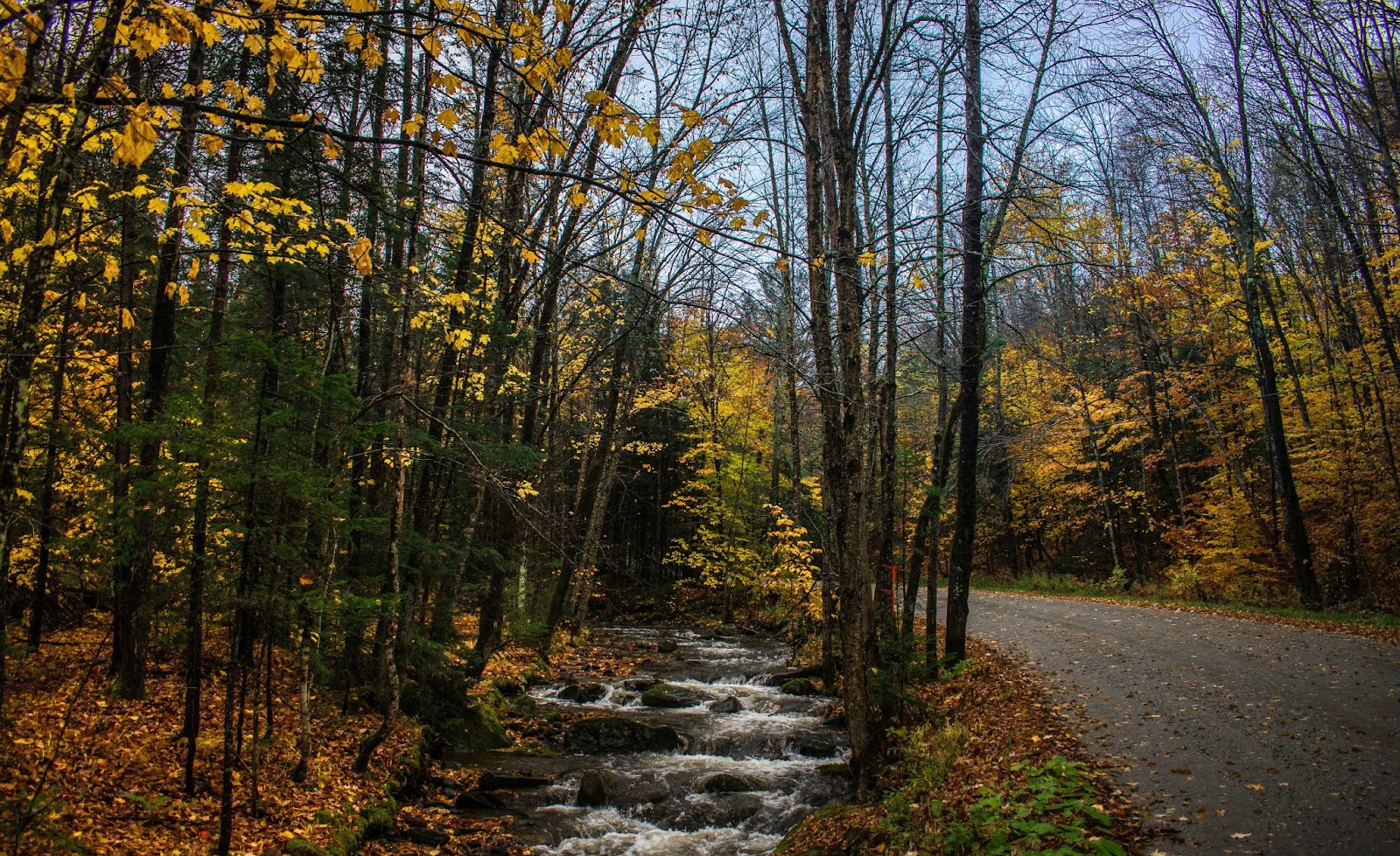 Stream in New England