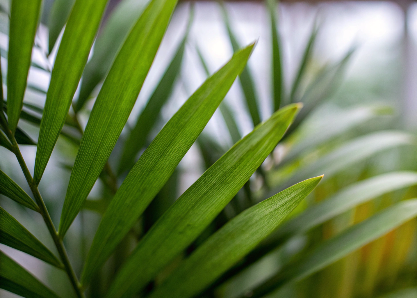 Detalhe das folhas verdes vibrantes da Camedórea-elegante em um jardim tropical.