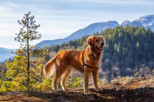 Golden Mountain Dog