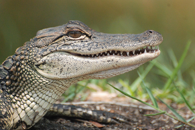 Wildlife at Hilton Head Island, A zoomed picture of an alligator