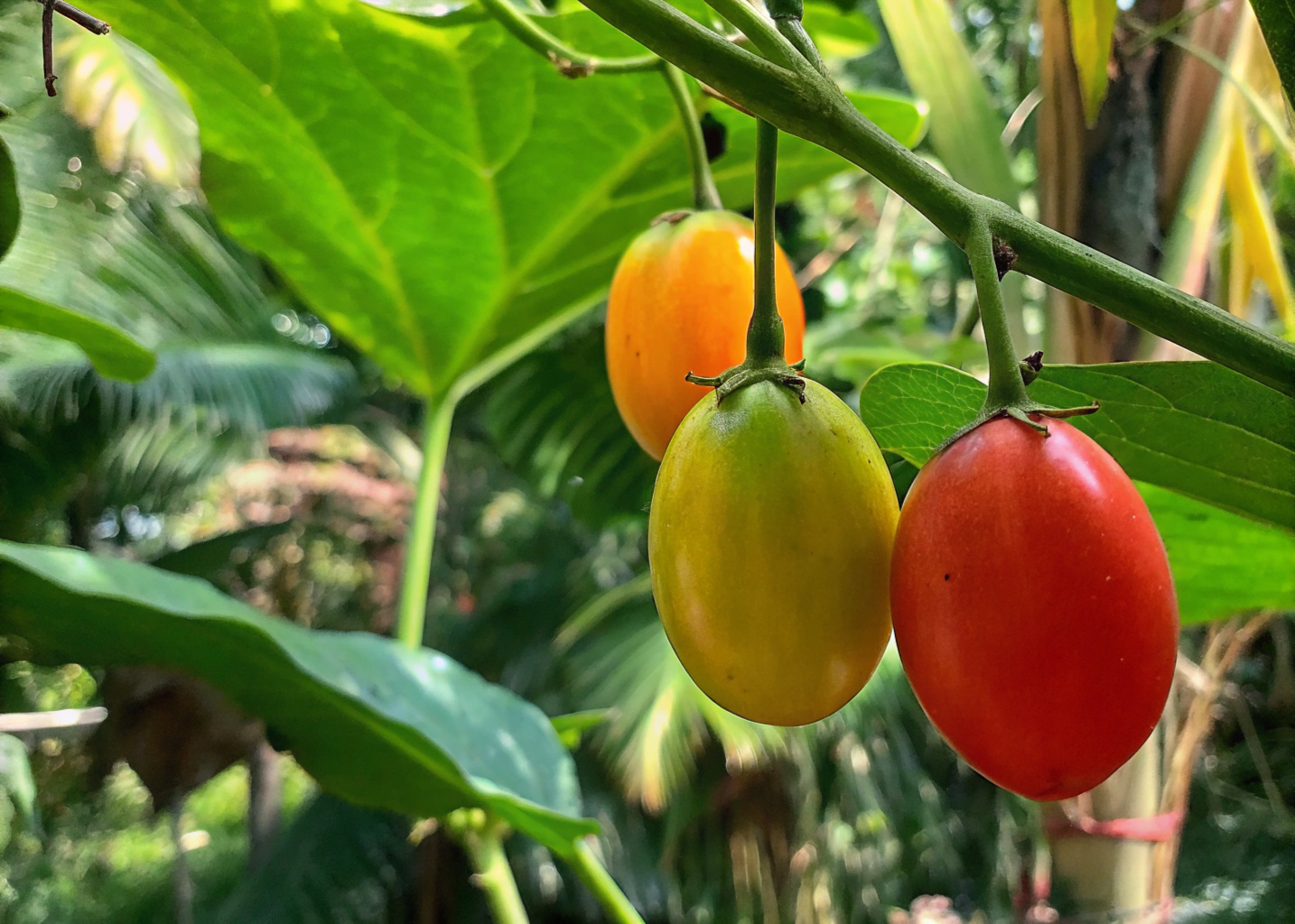 Planta de achachairu carregada de frutos, destacando seu ambiente tropical.