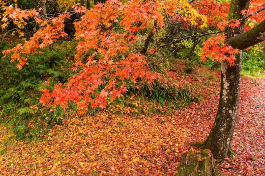 Immerse in the red of the maple forest