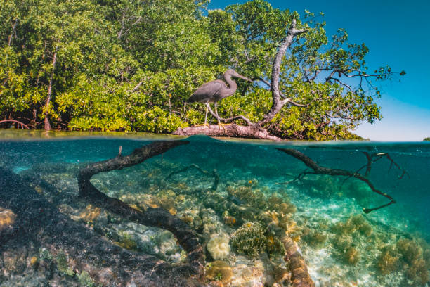 buah mangrove