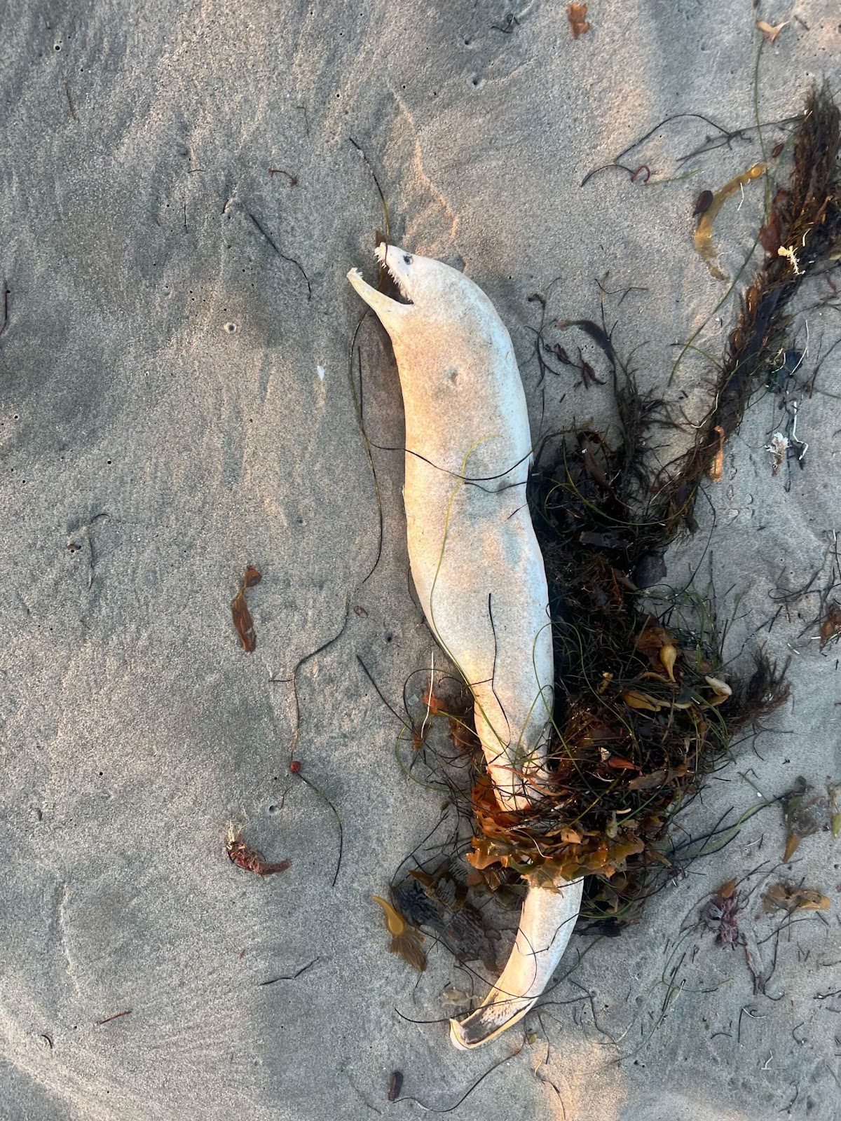 murène échouée sur une plage californienne