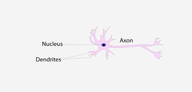 Working of Neuron in Human brain 