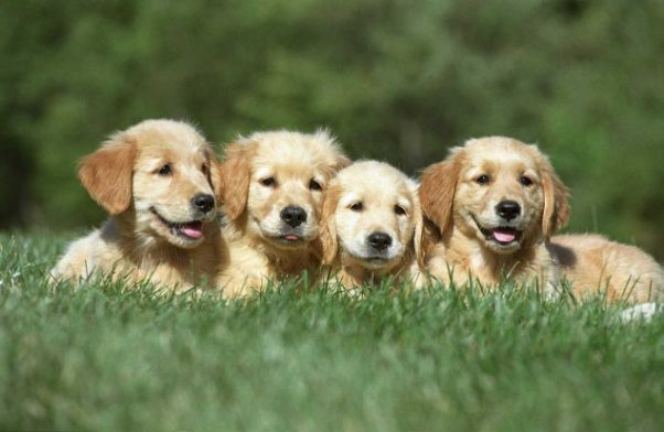 golden retriever puppies for sale near me