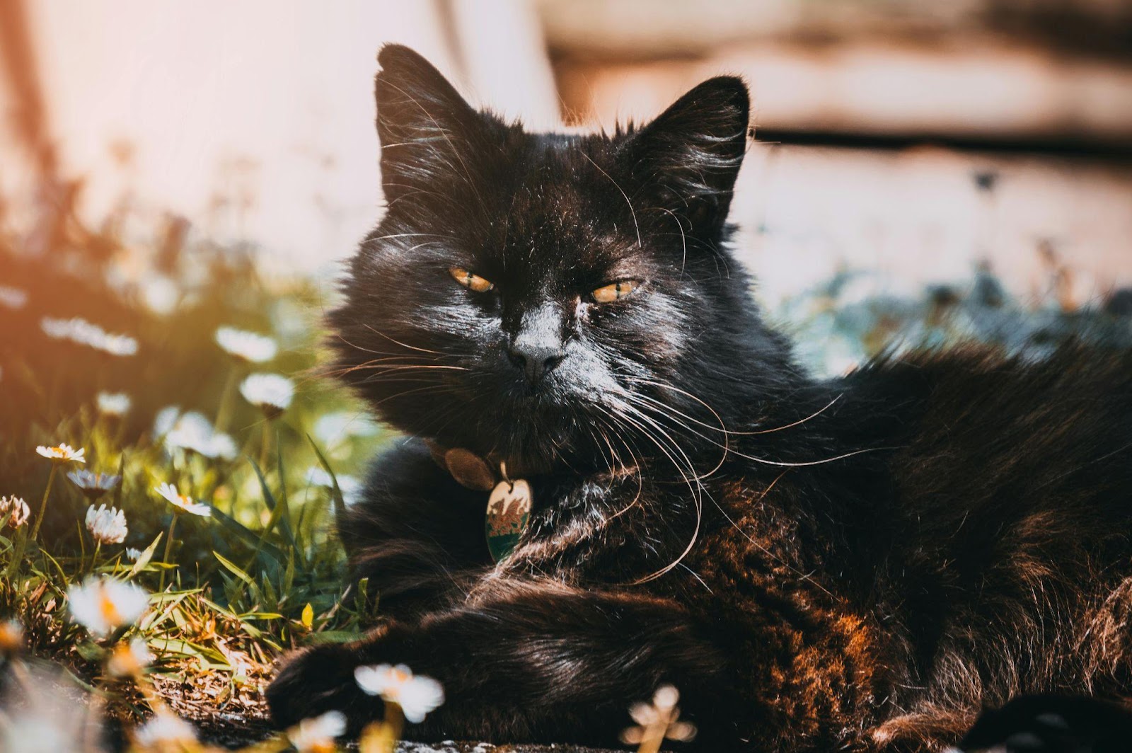 Indoor Cat Garden